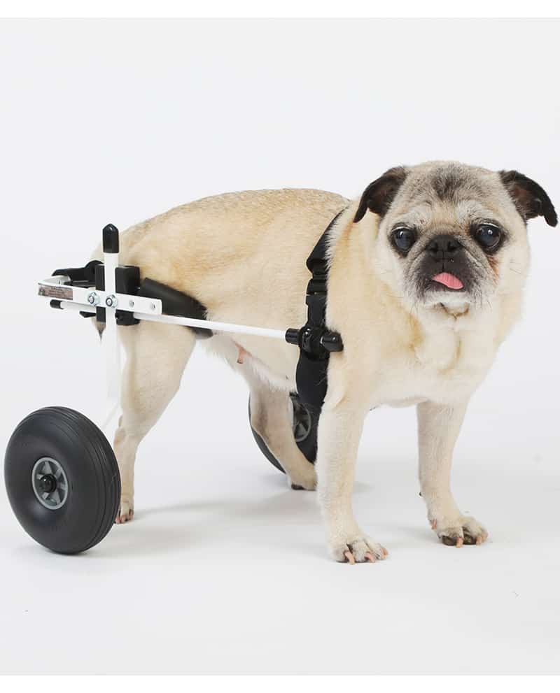 rear support dog wheelchair by k9 carts
